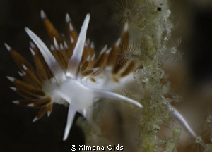 Flabellina Portrait by Ximena Olds 